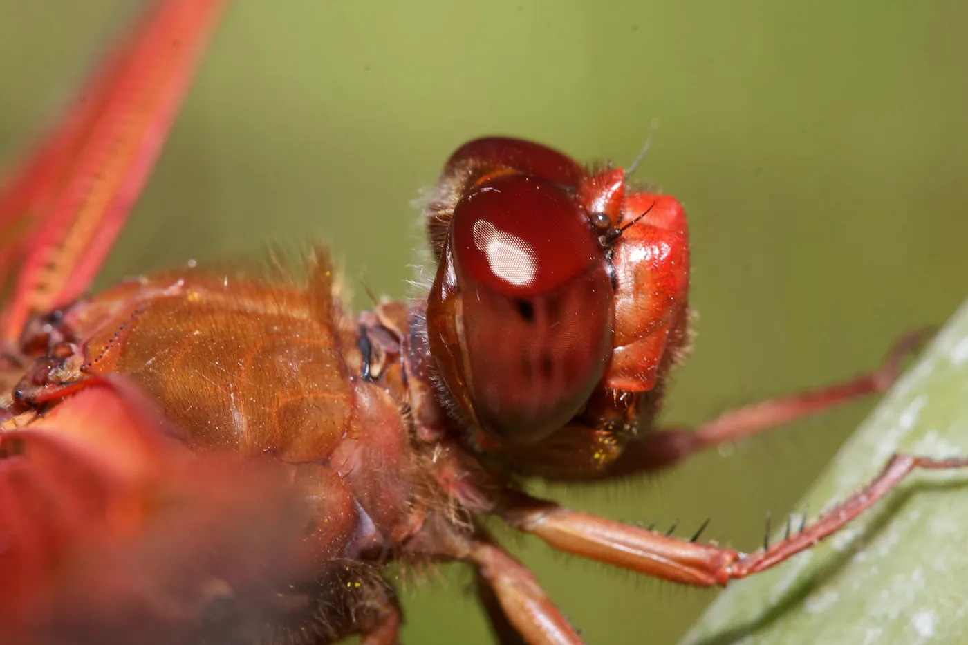red dragonfly, Insects in the Garden