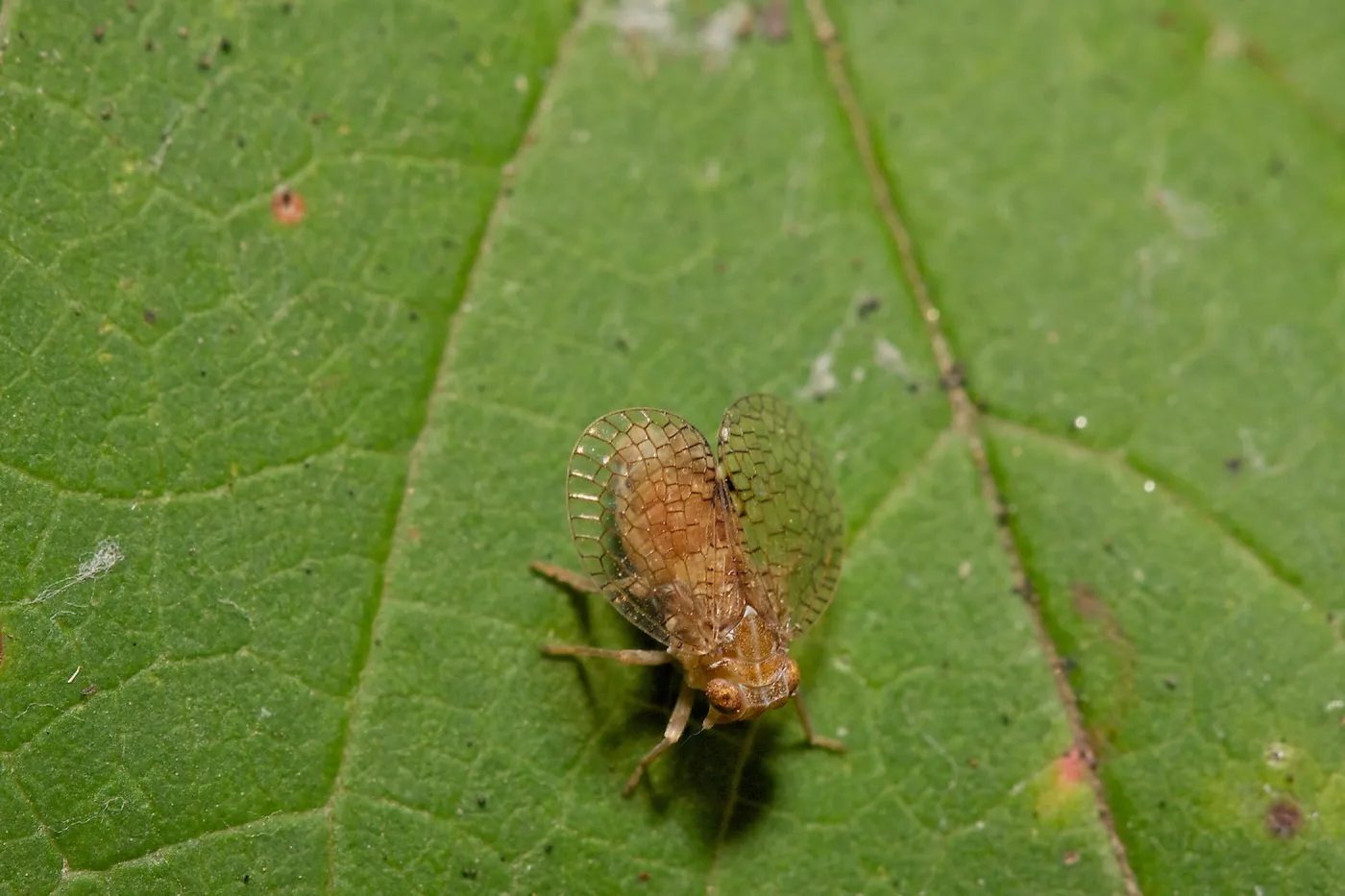 Insects in the Garden