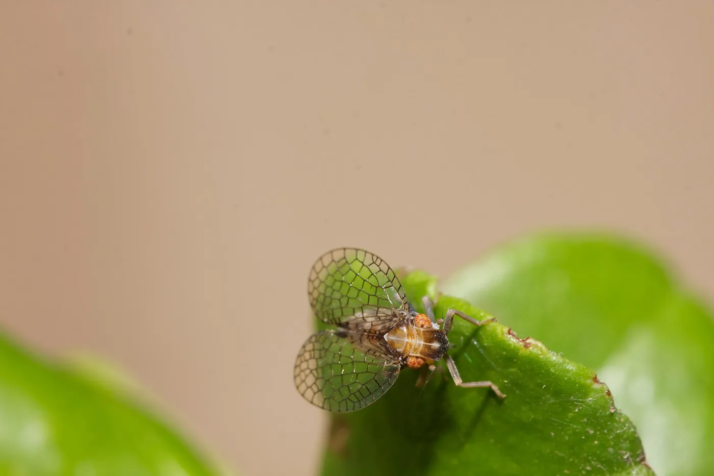 Insects in the Garden