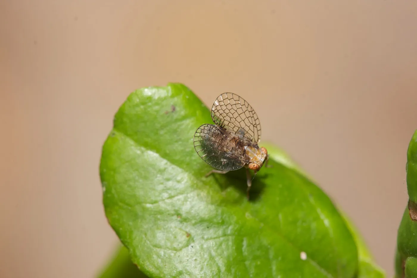 Insects in the Garden