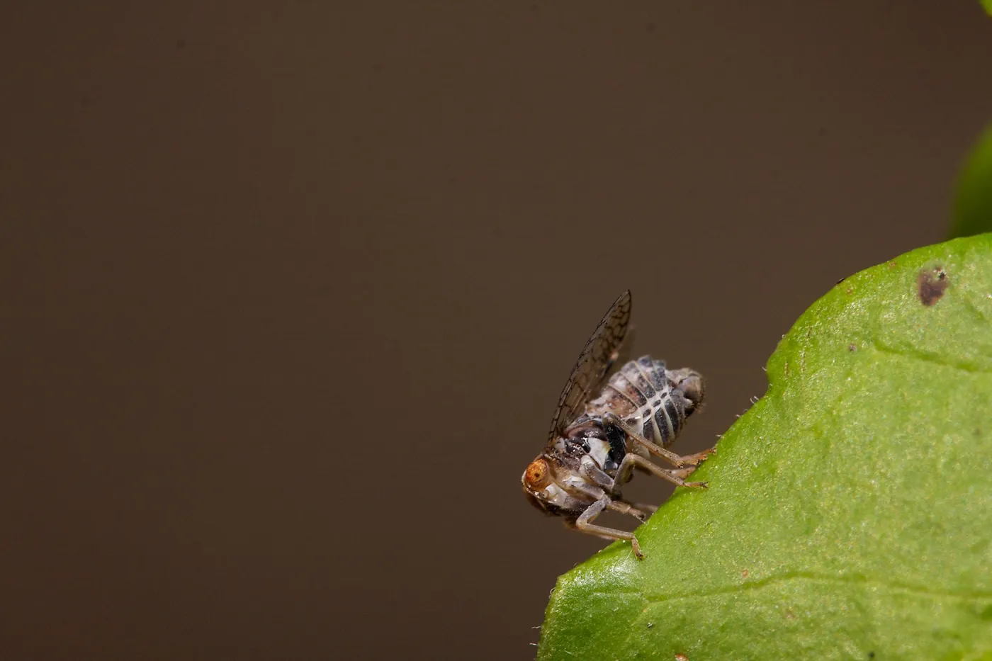 Insects in the Garden