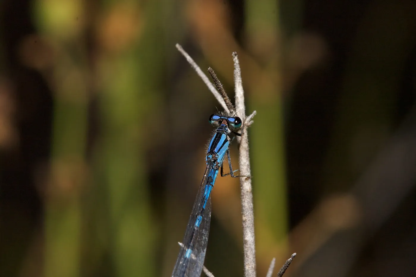 damsel fly, Insects in the Garden