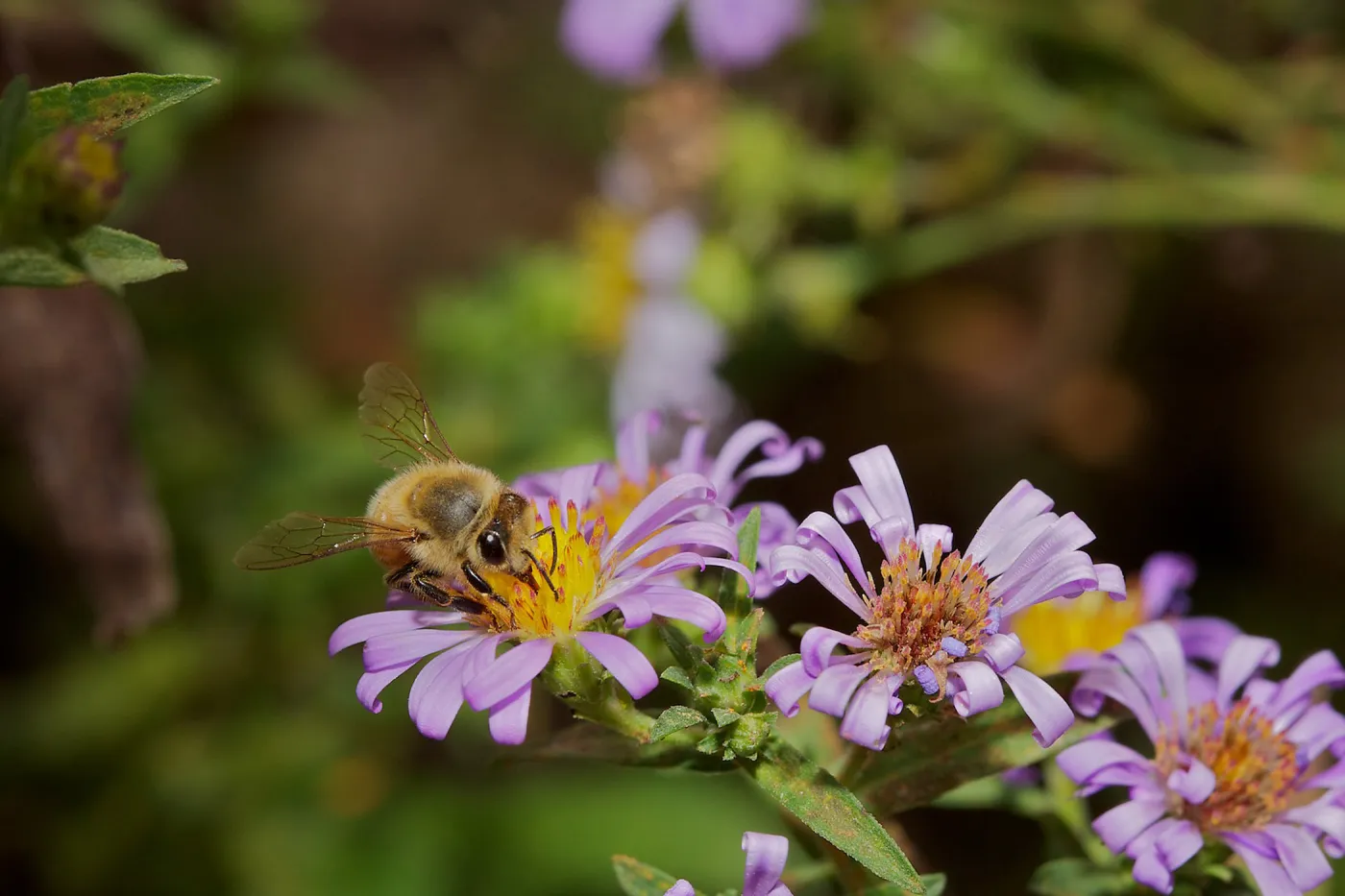 honey bee, Insects in the Garden