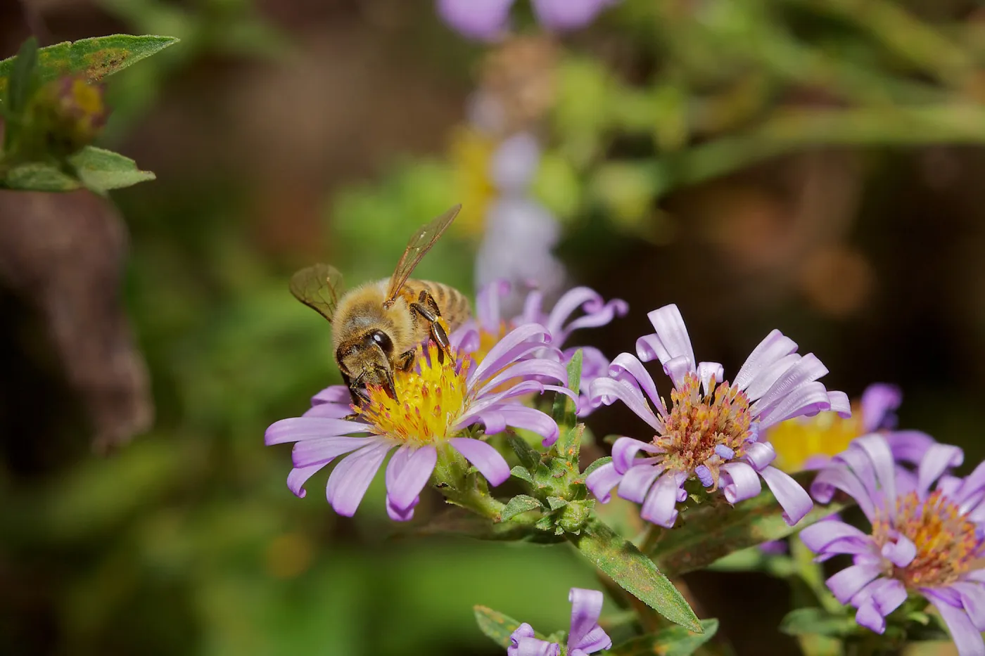 honey bee, Insects in the Garden