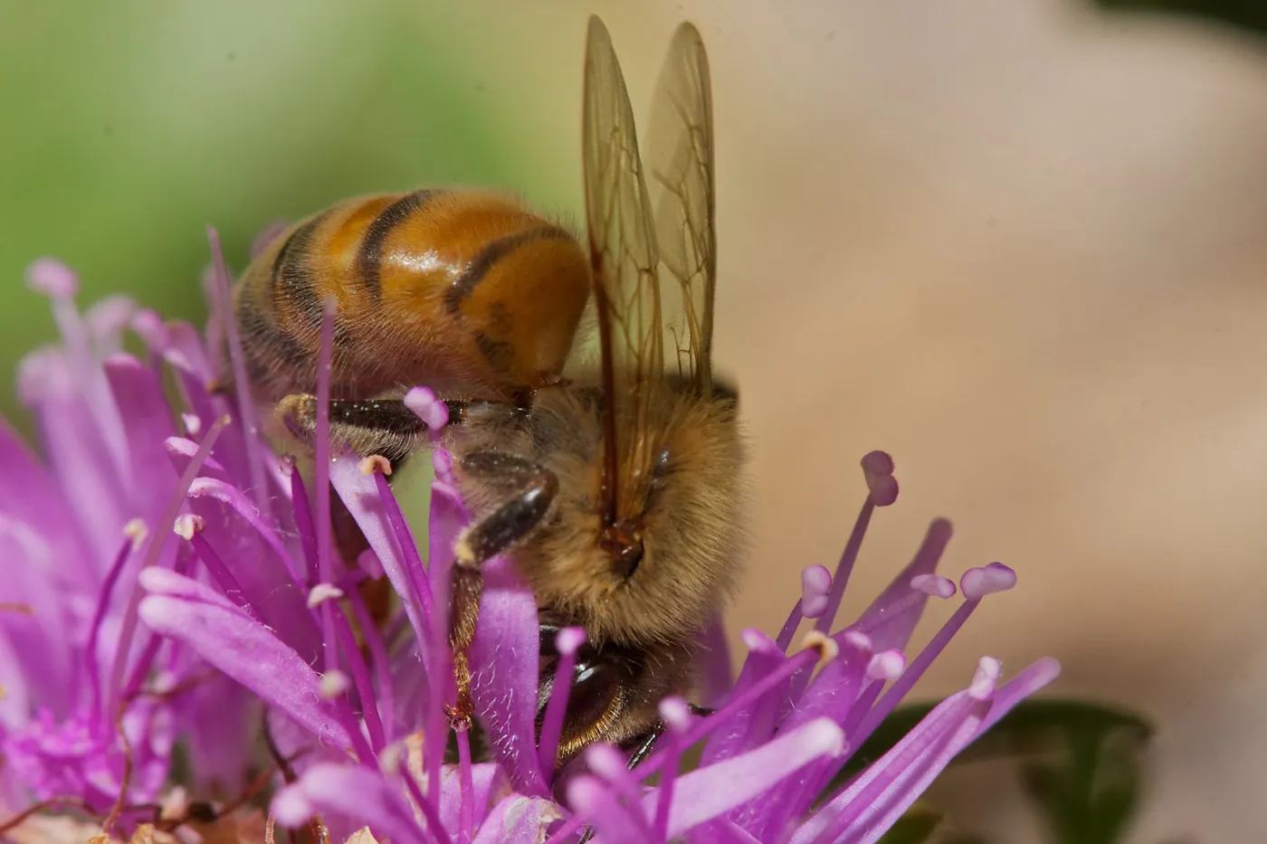 honey bee, Insects in the Garden
