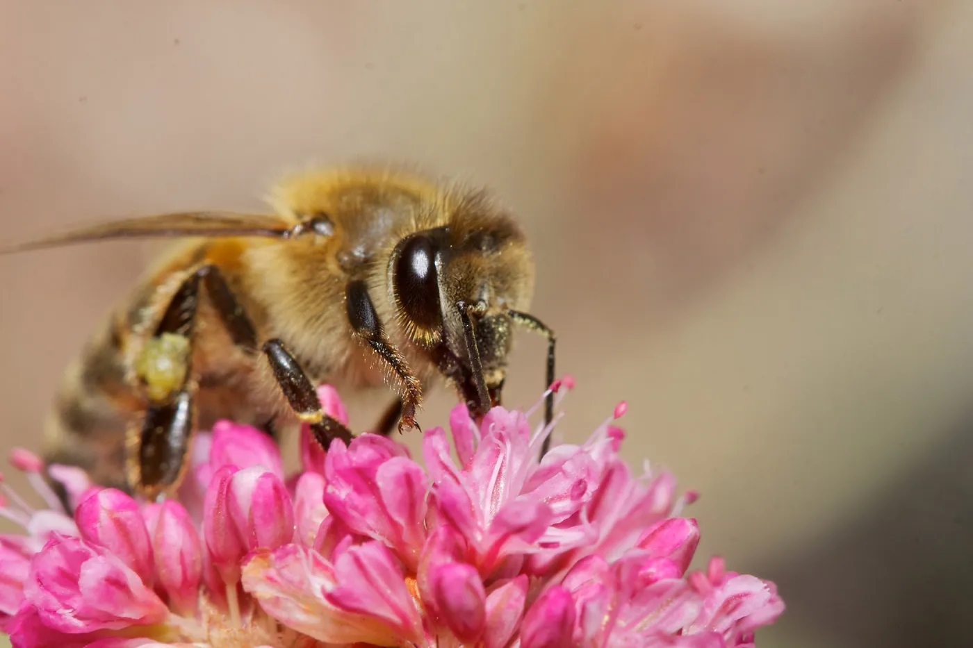honey bee, Insects in the Garden