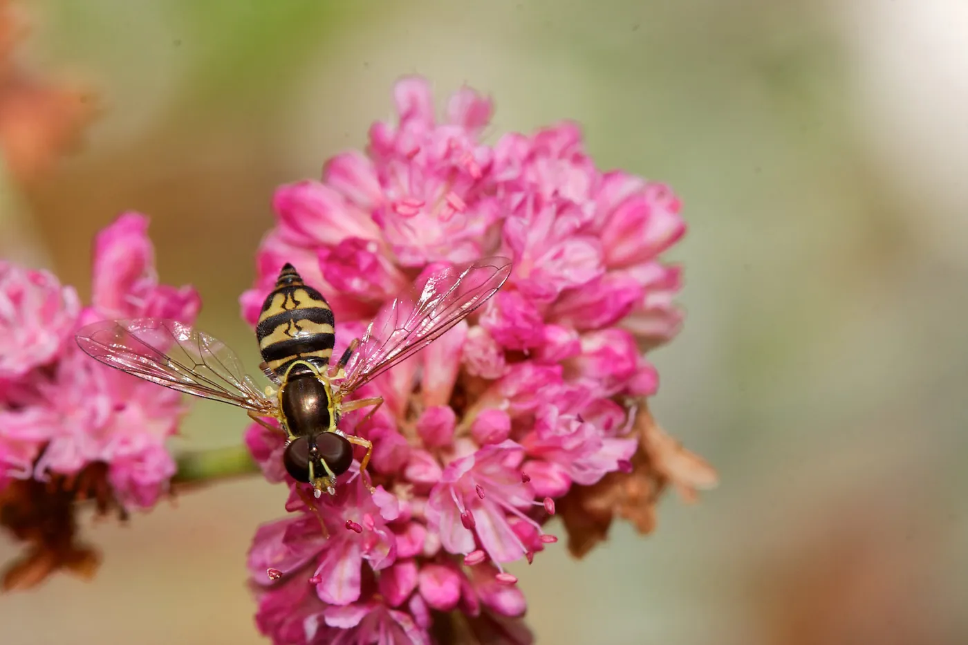 wasp, Insects in the Garden