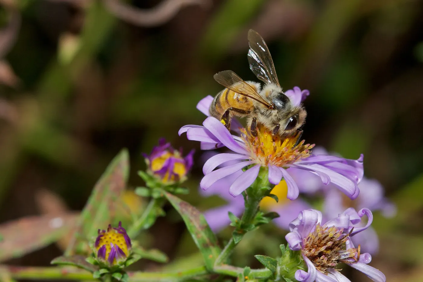 honey bee, Insects in the Garden