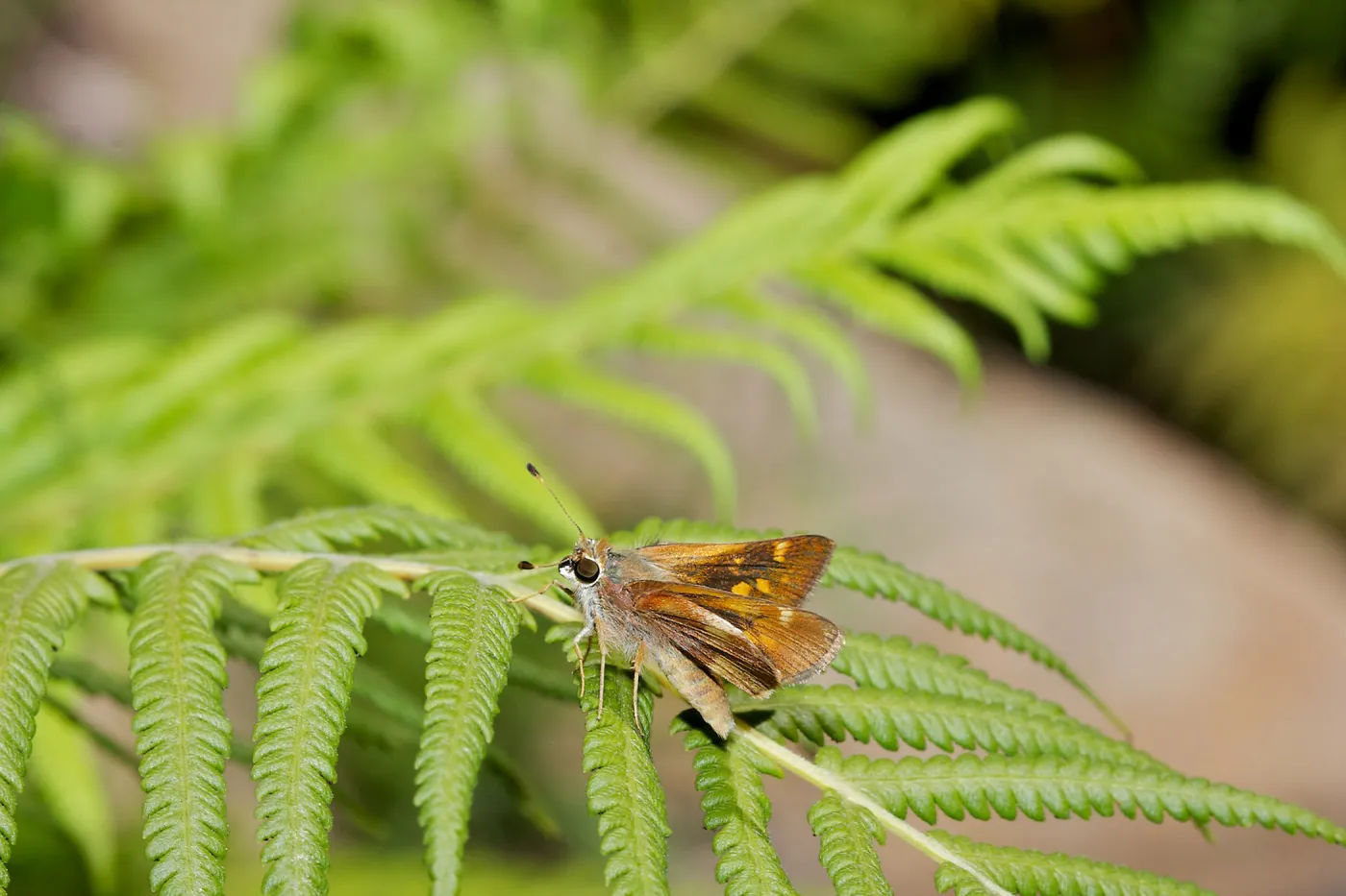 Insects in the Garden