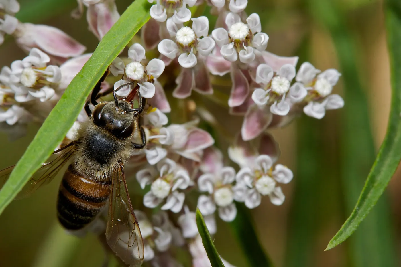 honey bee, Insects in the Garden