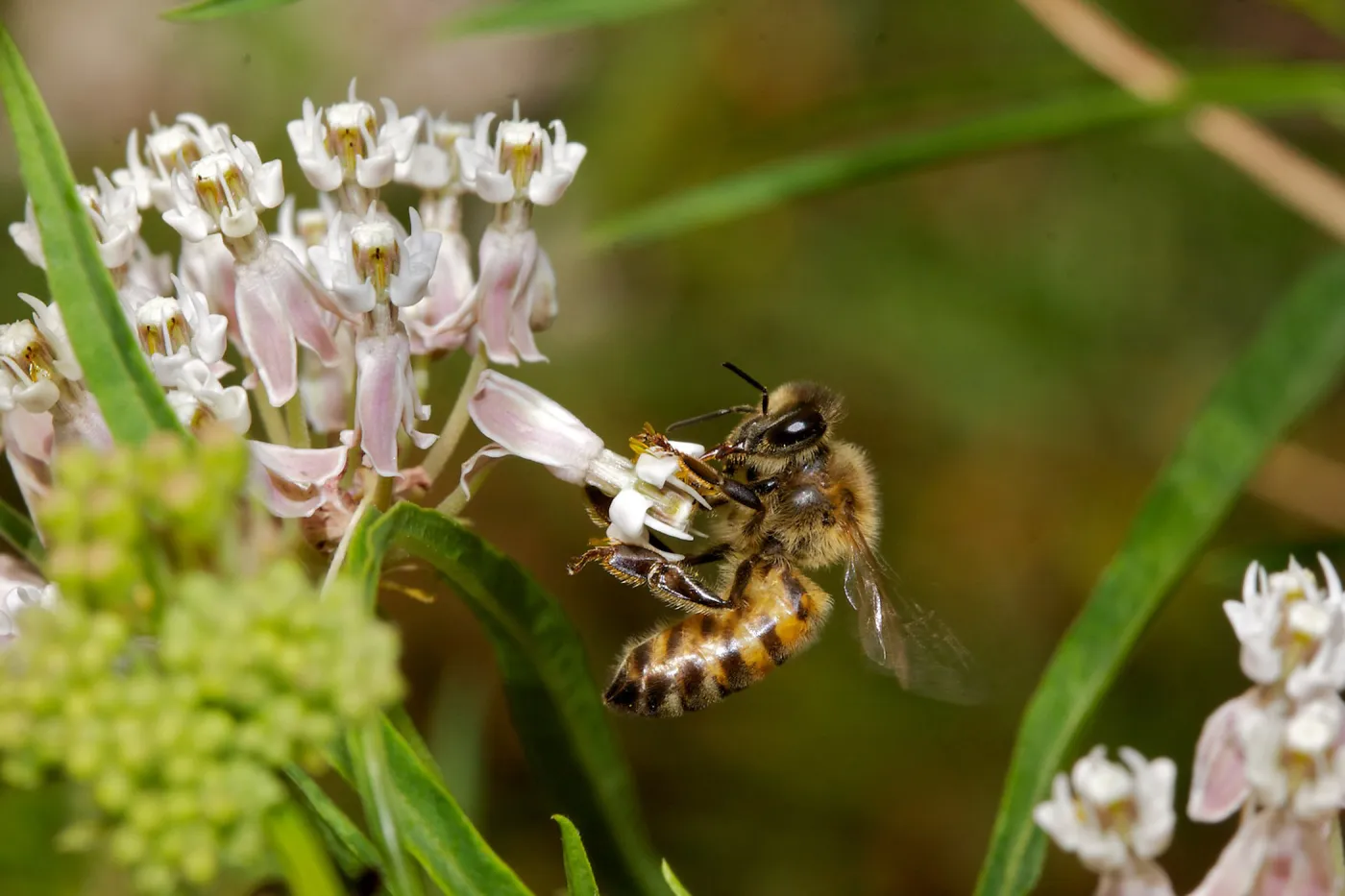honey bee, Insects in the Garden