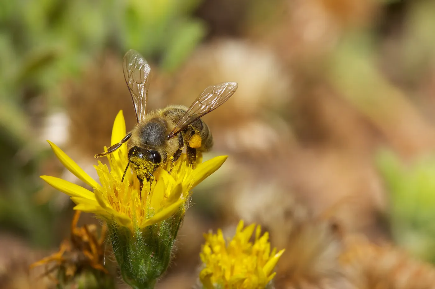 honey bee, Insects in the Garden