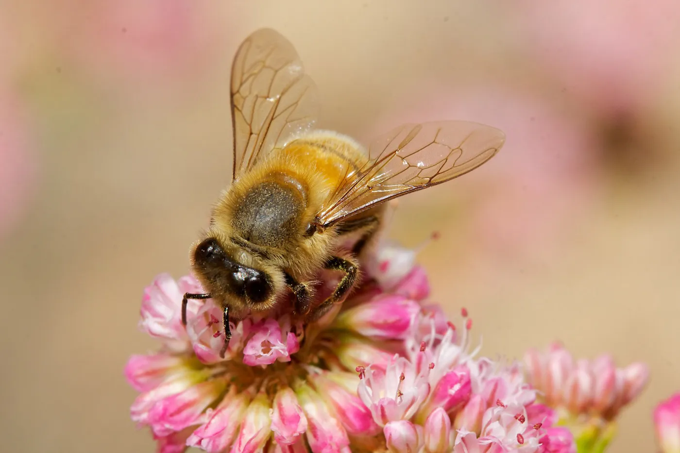 honey bee, Insects in the Garden
