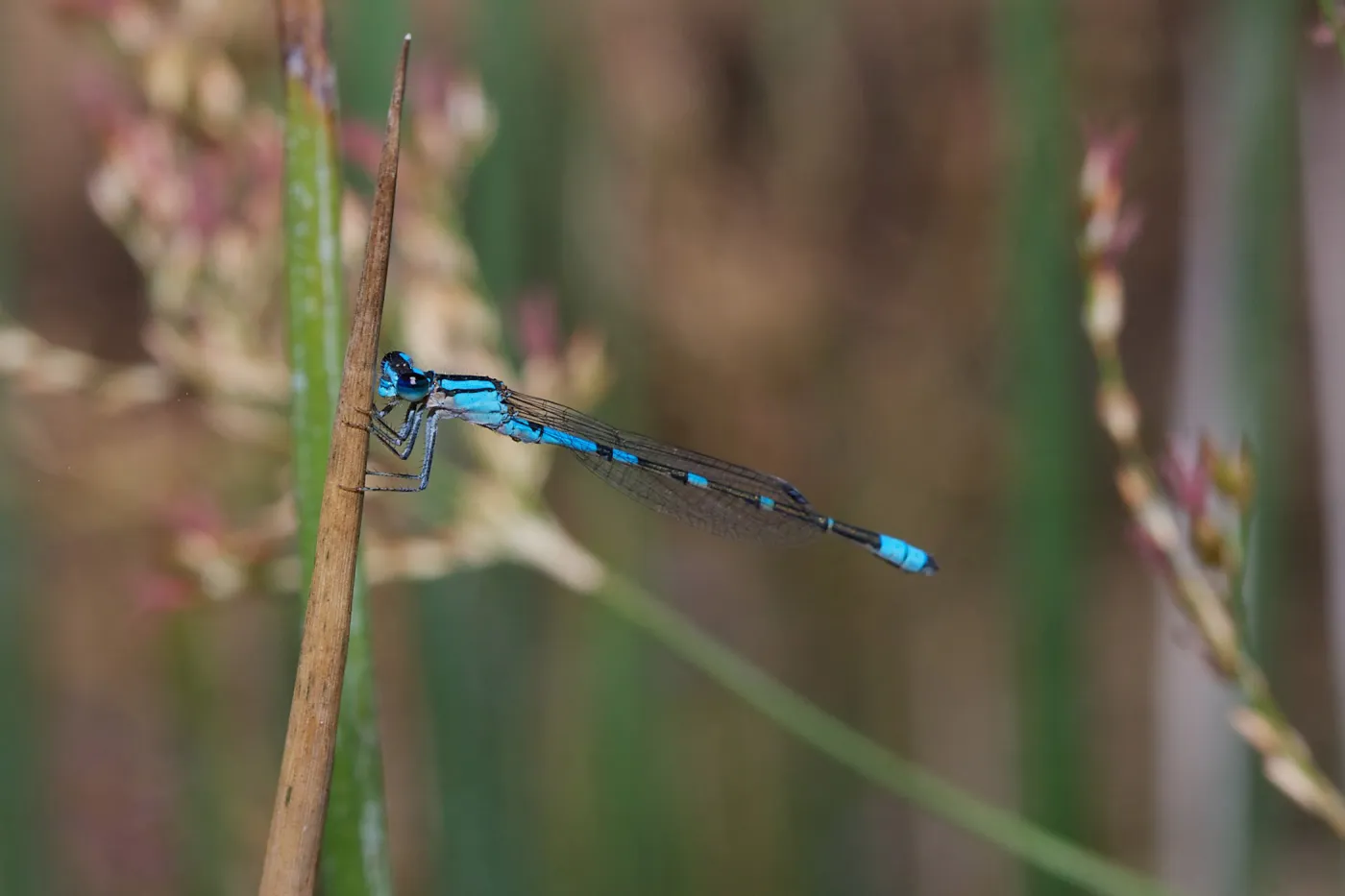 damsel fly, Insects in the Garden
