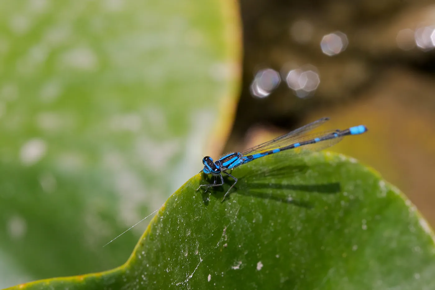 damsel fly, Insects in the Garden