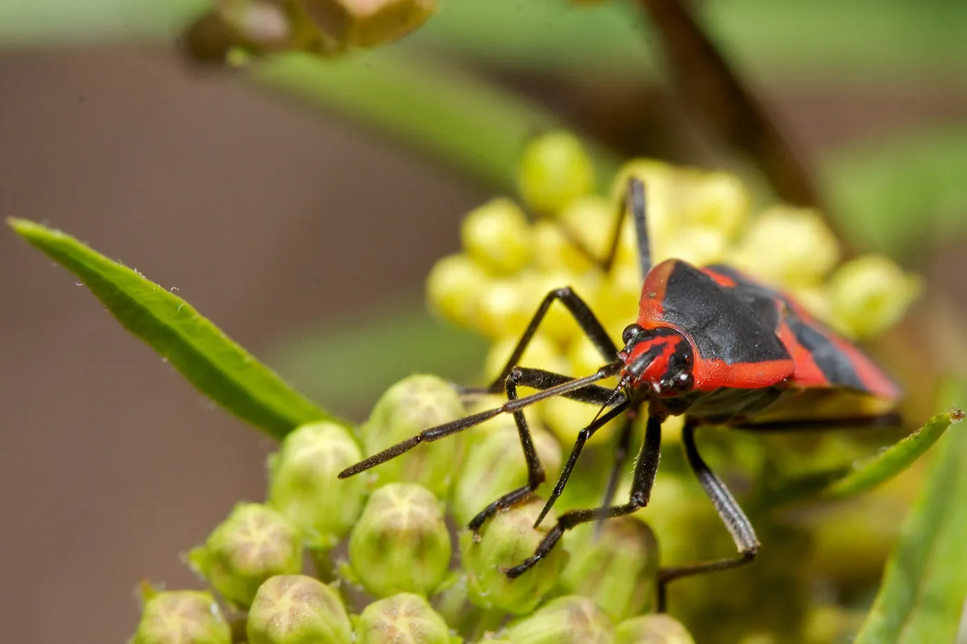 Insects in the Garden