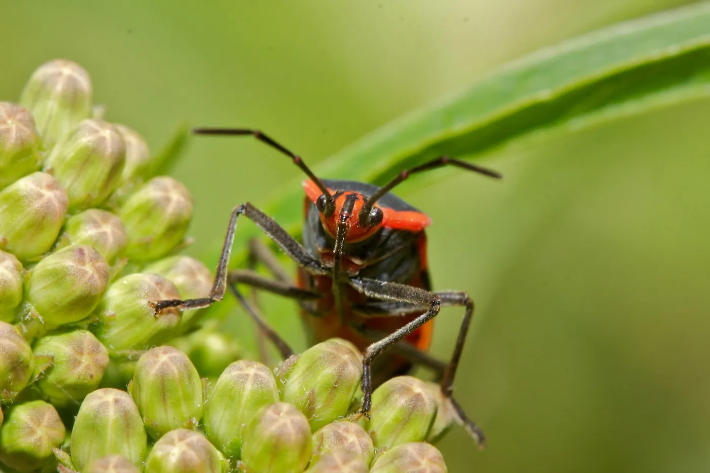 Insects in the Garden