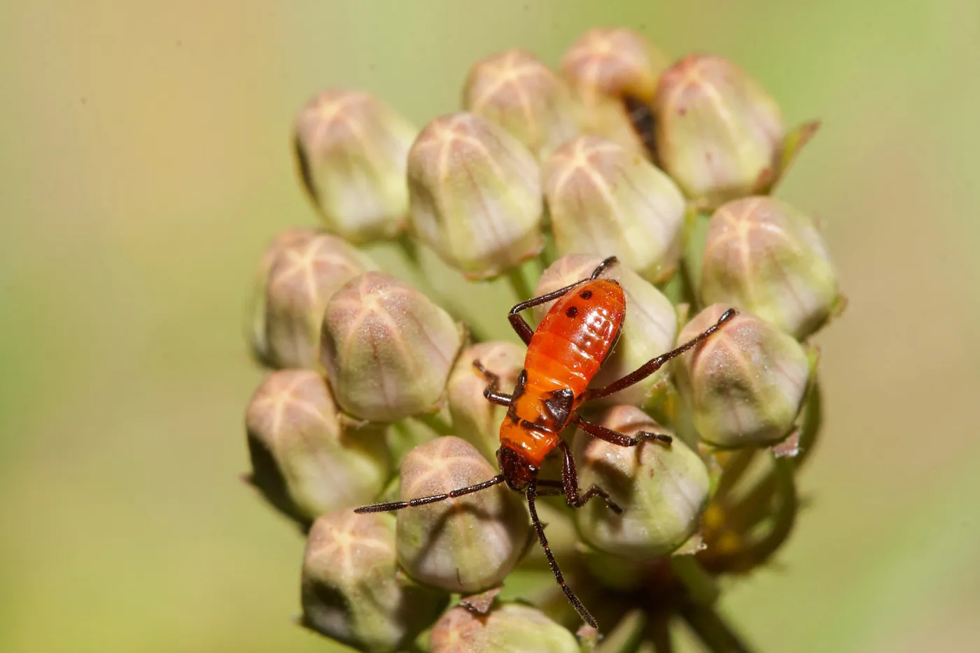 Insects in the Garden