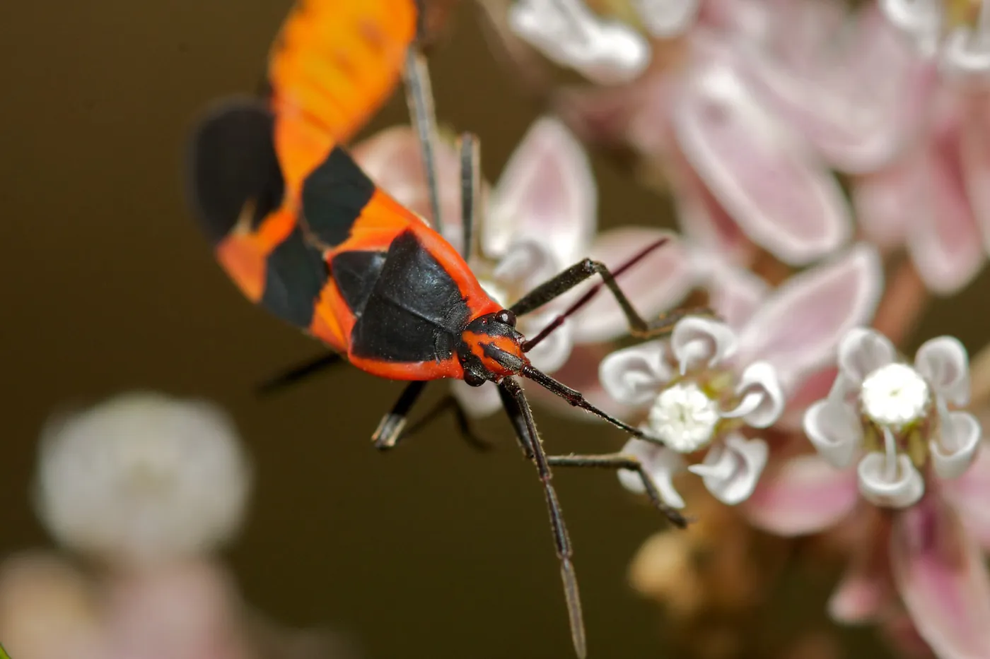 Insects in the Garden