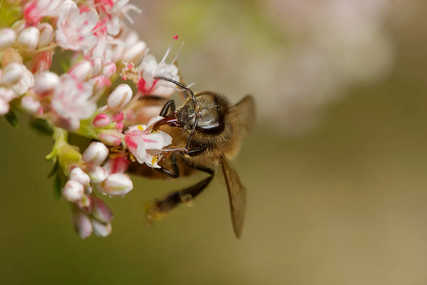 honey bee, Insects in the Garden