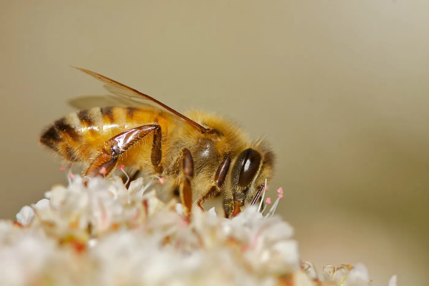 honey bee, Insects in the Garden