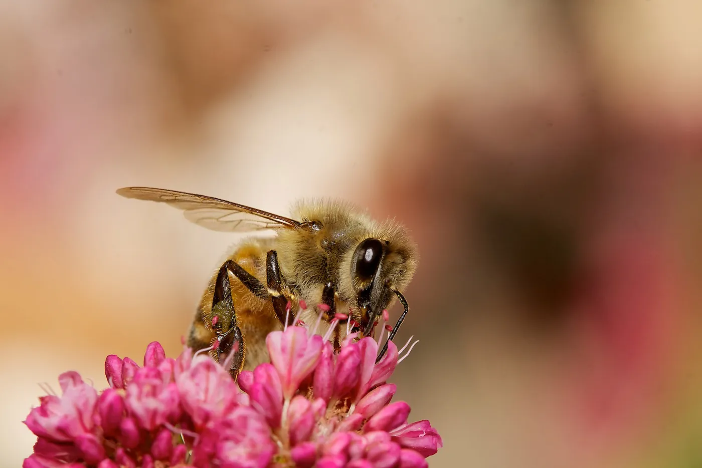 honey bee, Insects in the Garden