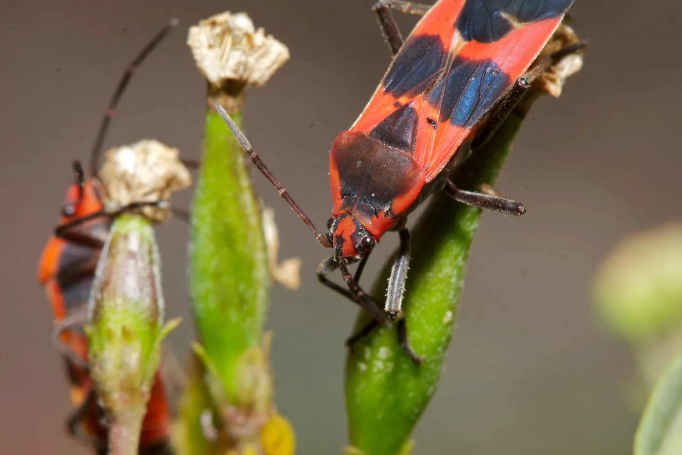 Insects in the Garden