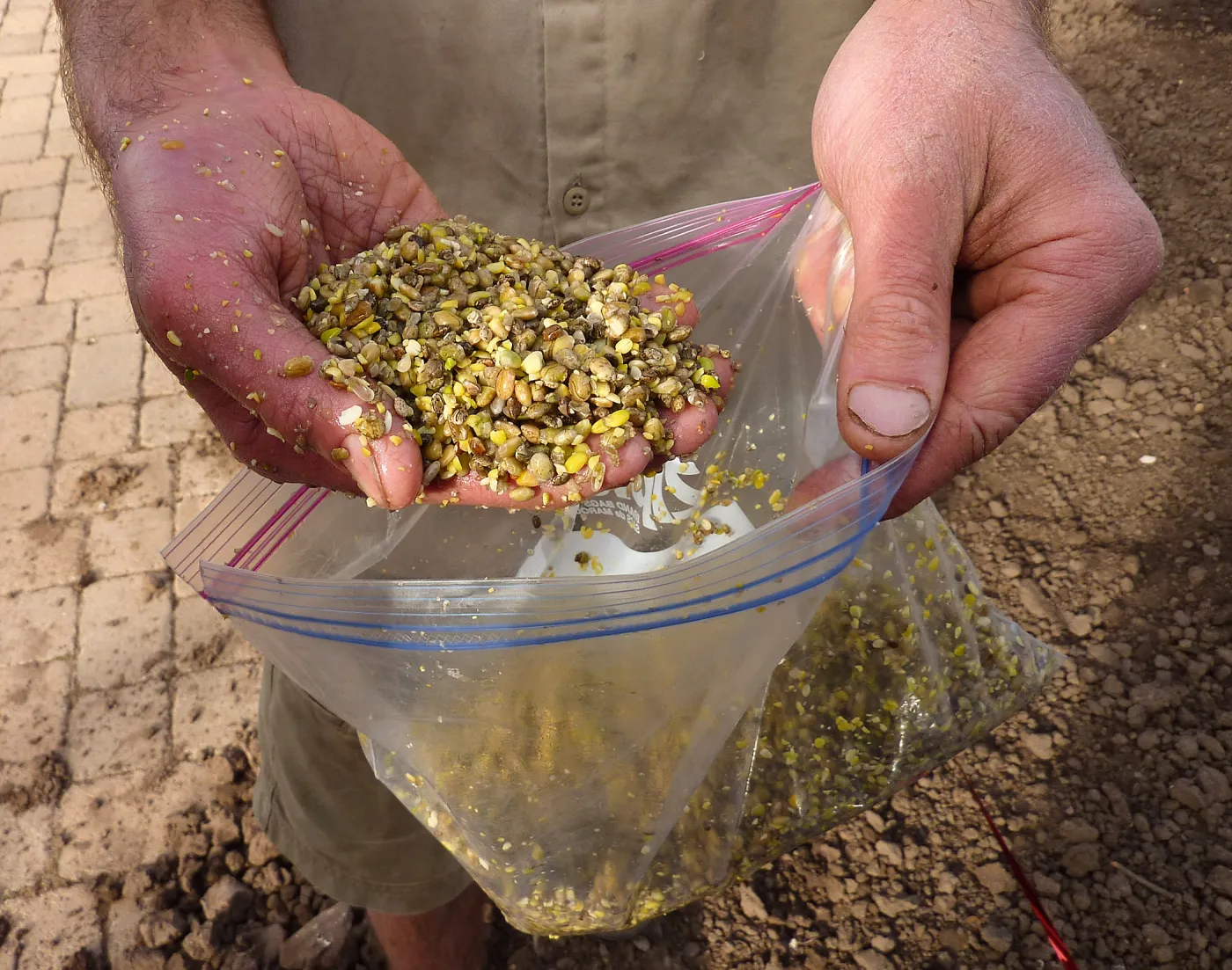 Scarified and soaked lupine seed, Meadow Revival Project