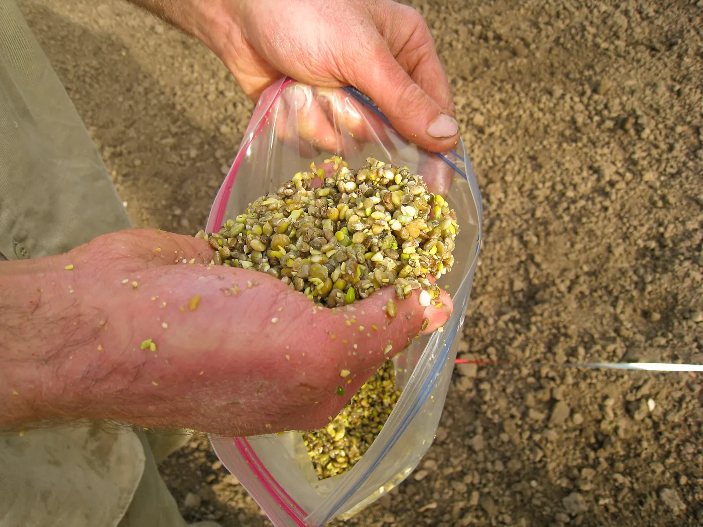 Scarified Lupine Seed, Meadow Revival Project
