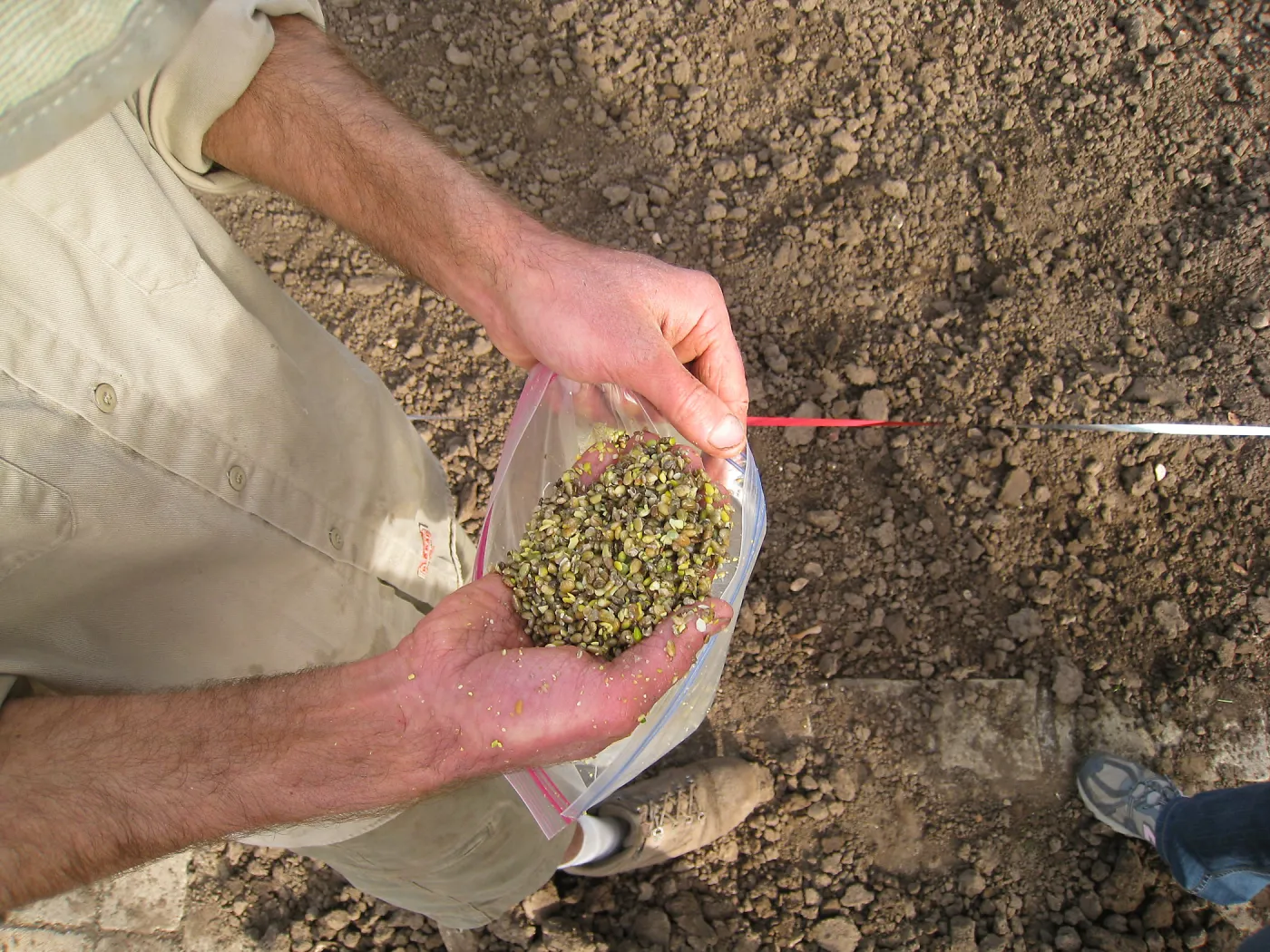 Scarified Lupine Seed, Meadow Revival Project