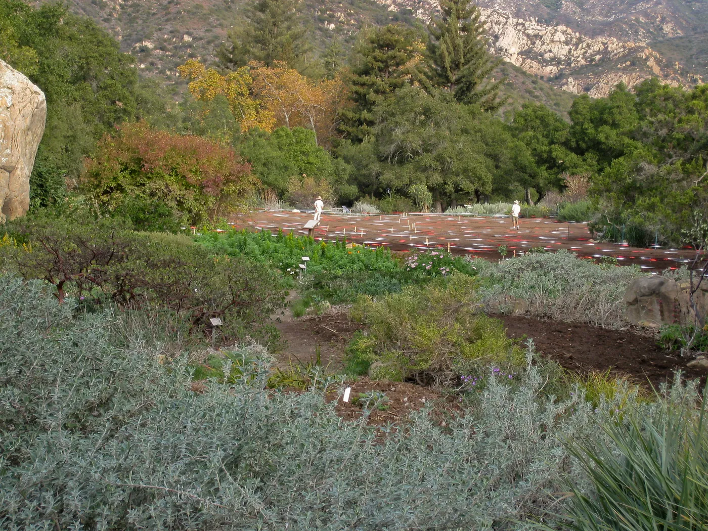 Sowing Small Wildflower Seeds, Meadow Revival Project