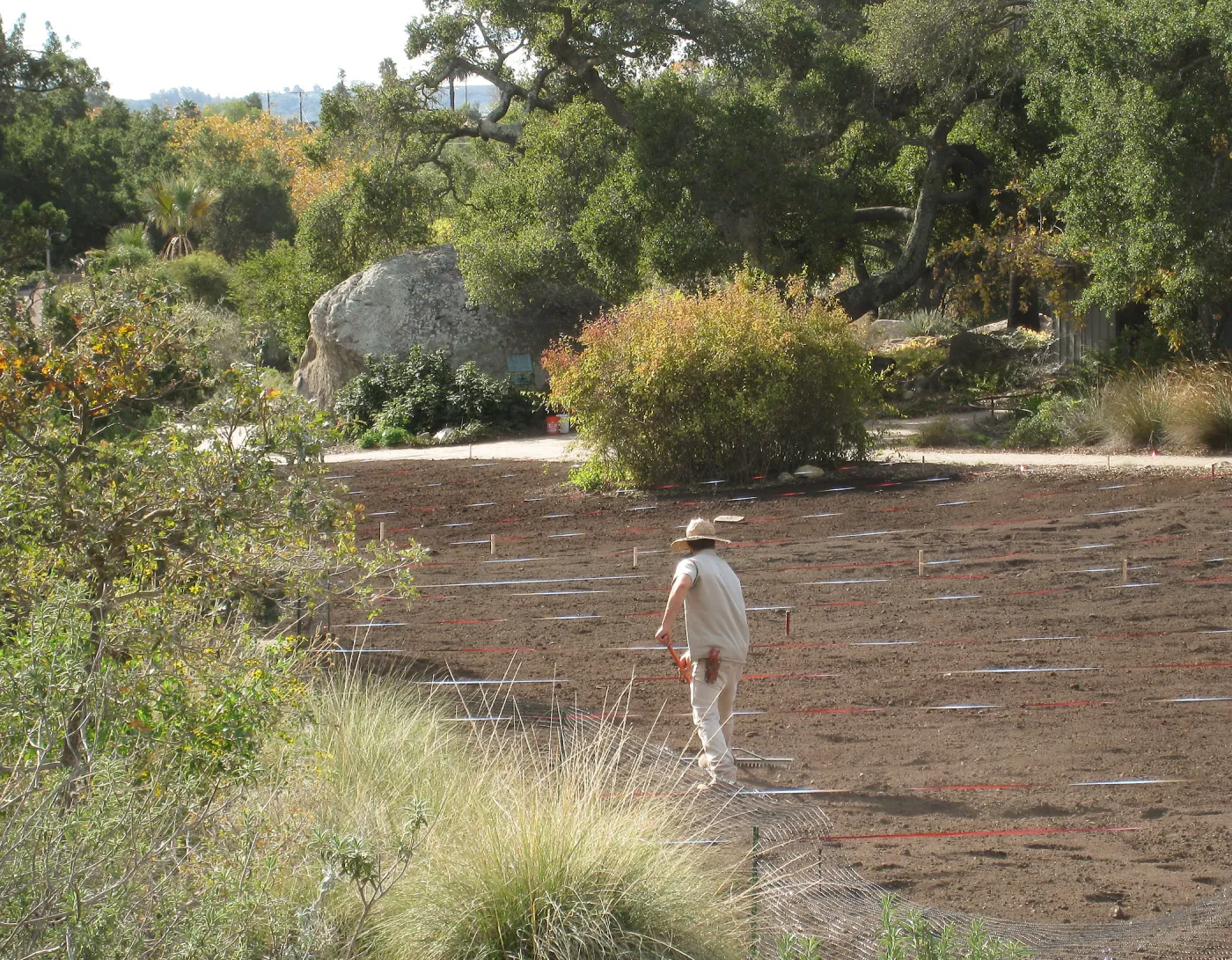 Raking Lupine Seeds into Soil, Meadow Restroration Project