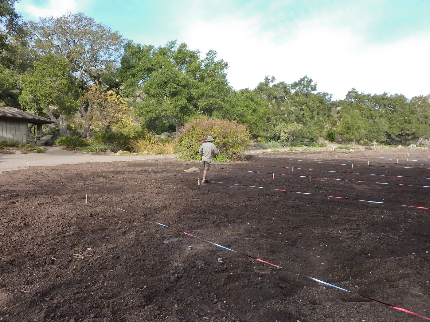 Sowing lupine seeds, Meadow Revival Project