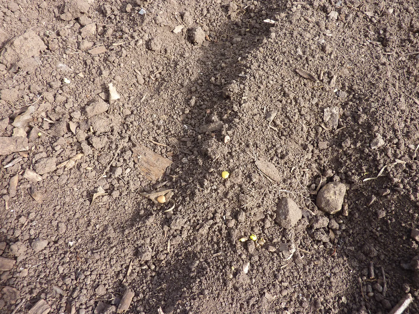Lupine seeds on soil surface, Meadow Revival Project
