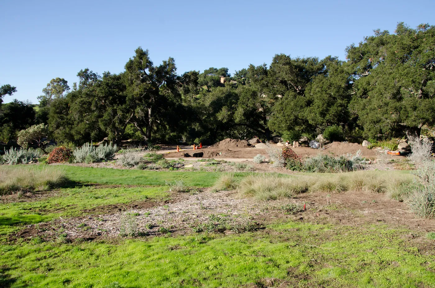 New oaks arrive at SBBG, Meadow Oaks 