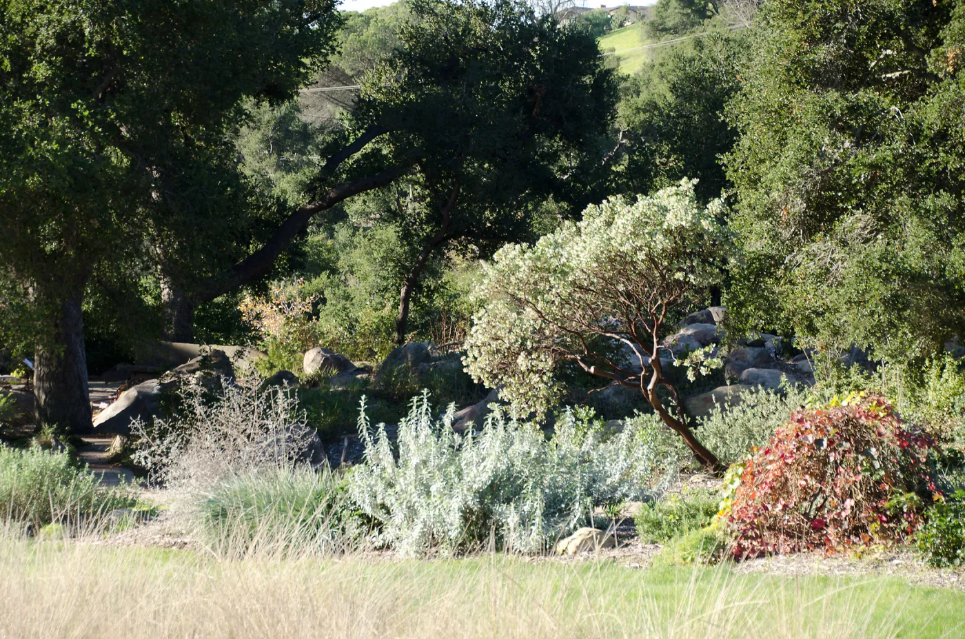 New oaks(Coastal Live Oak) arrive at SBBG, Meadow Oaks 