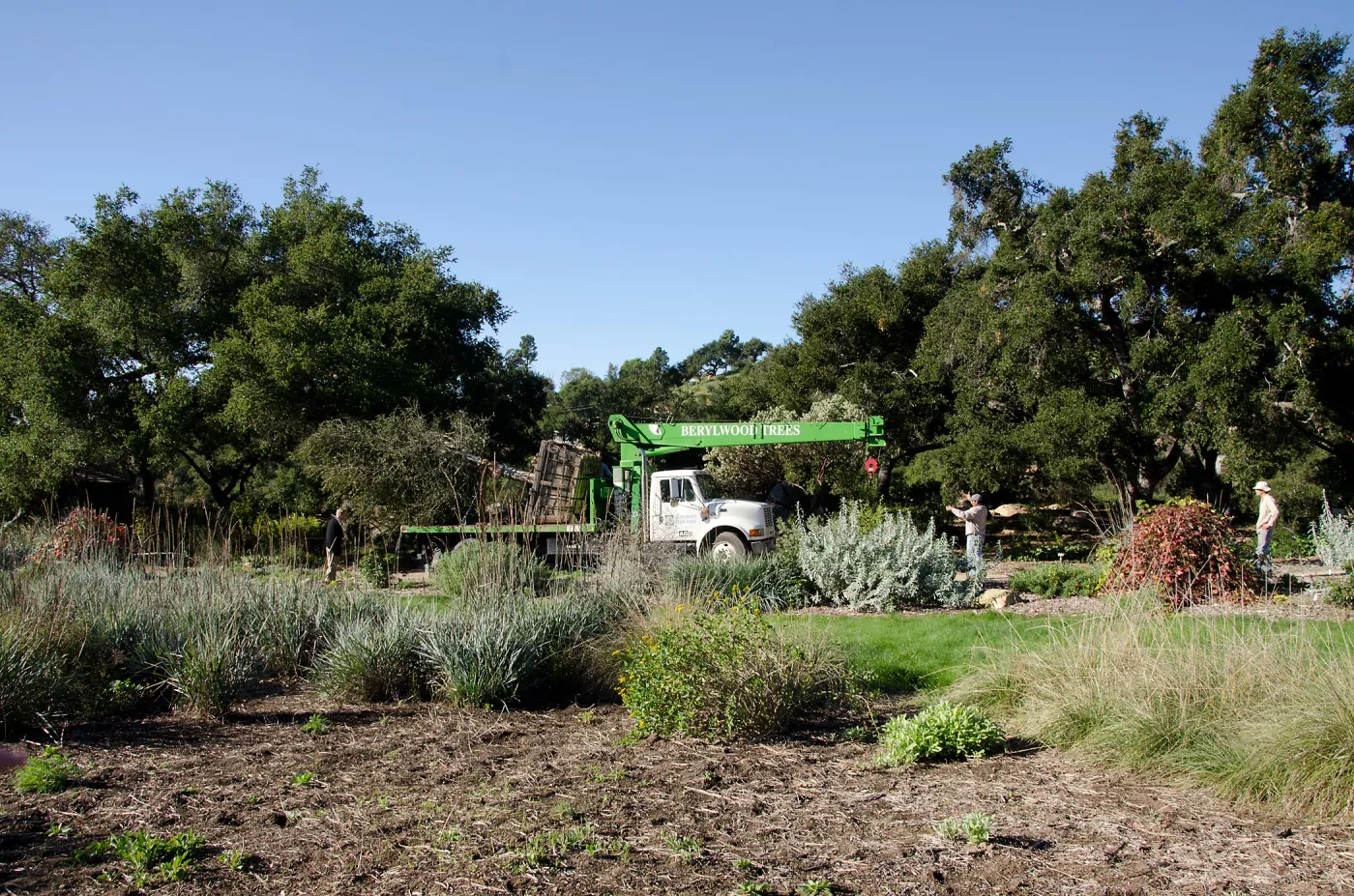 New oaks (Coastal Live Oak) arrive at SBBG, Meadow Oaks 