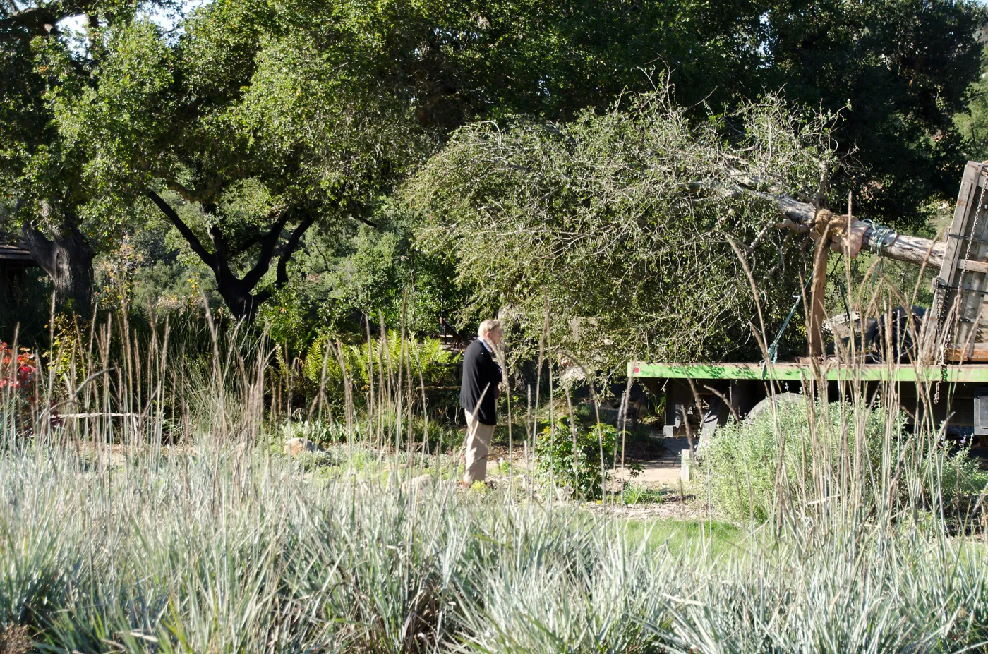 New oaks (Coastal Live Oak) arrive at SBBG, Meadow Oaks 