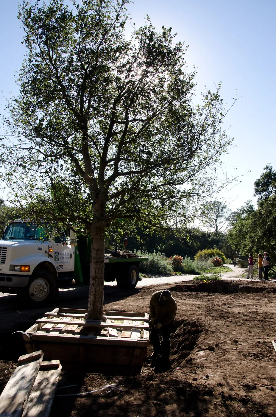 New oaks arrive at SBBG, Meadow Oaks 