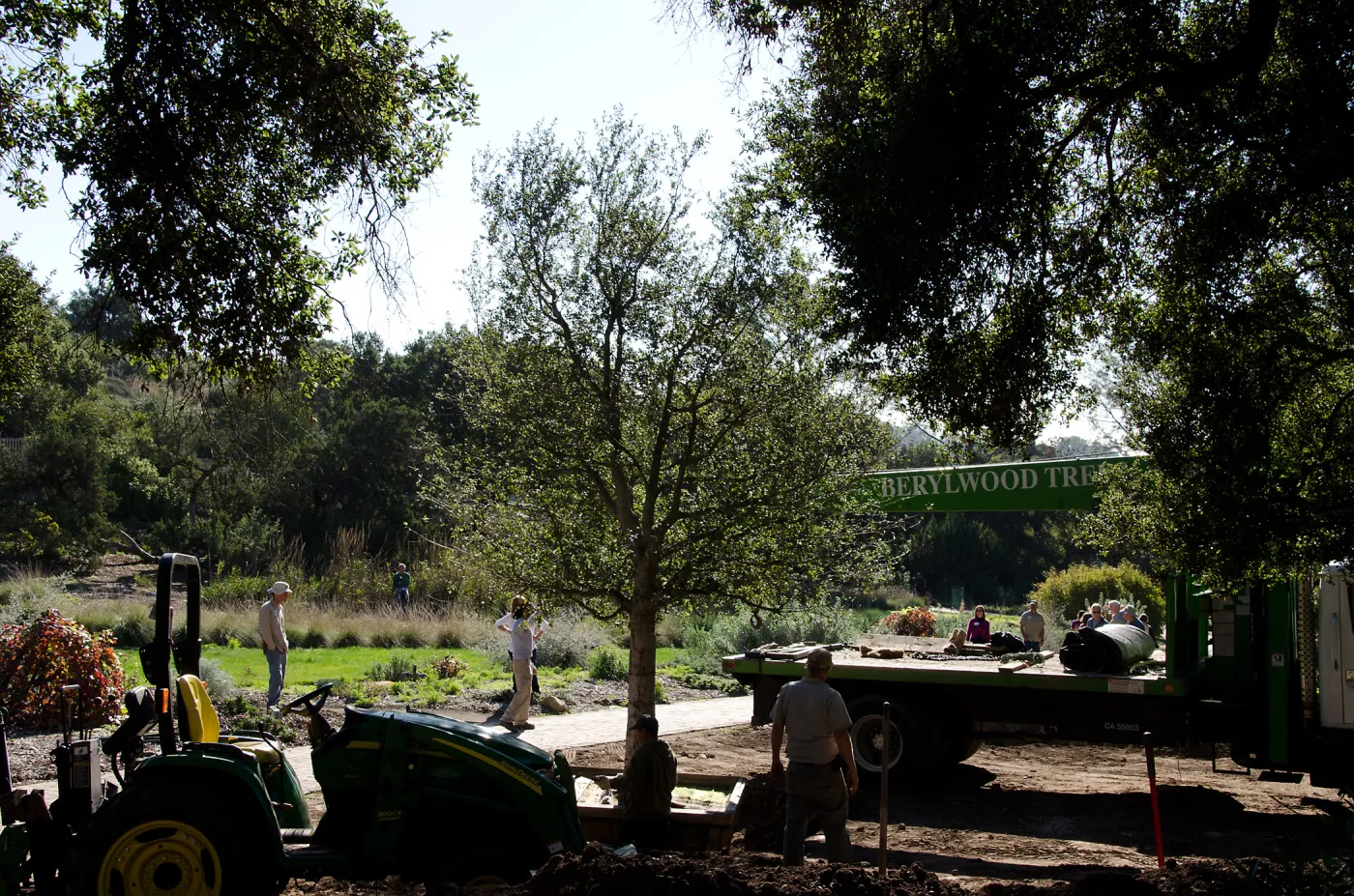 New oaks (Coastal Live Oak) arrive at SBBG, Meadow Oaks 