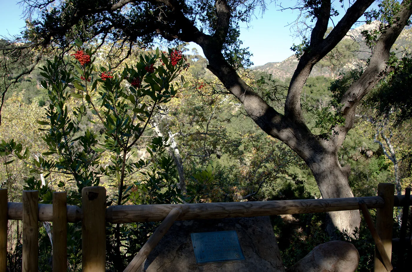 Toyon and oak at Canyon rim