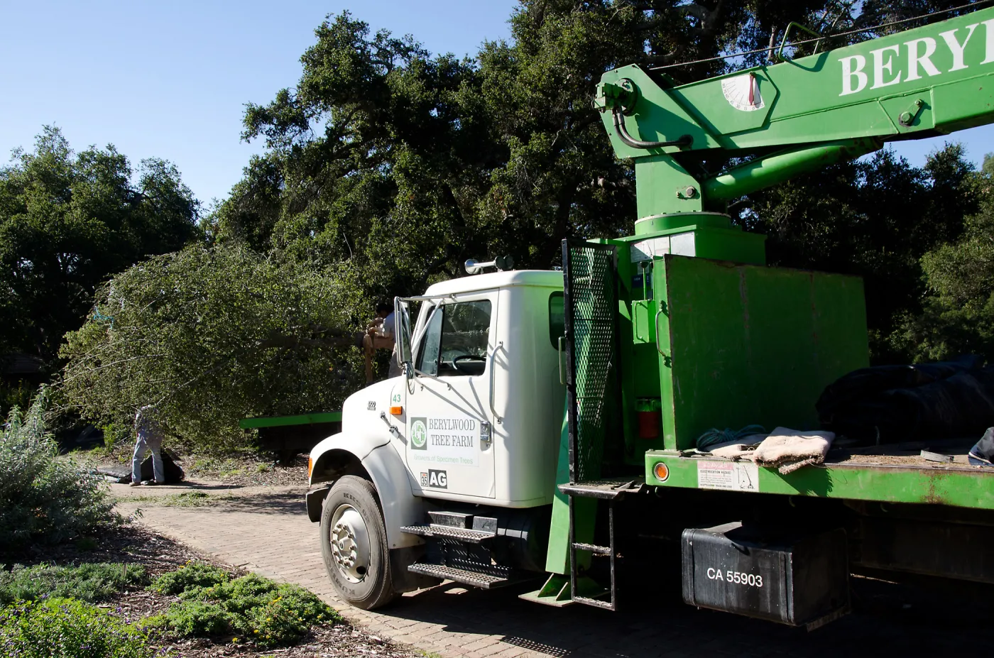 New oaks (Coastal Live Oak) arrive at SBBG, Meadow Oaks 