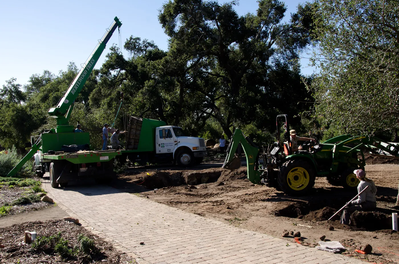 New oaks (Coastal Live Oak) arrive at SBBG, Meadow Oaks 