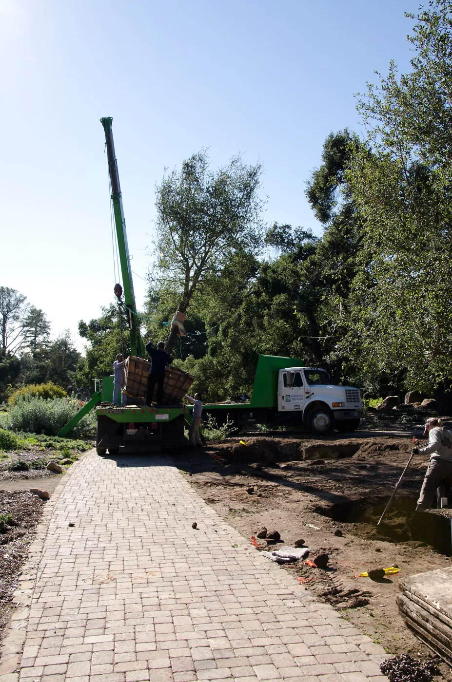New oaks (Coastal Live Oak) arrive at SBBG, Meadow Oaks 