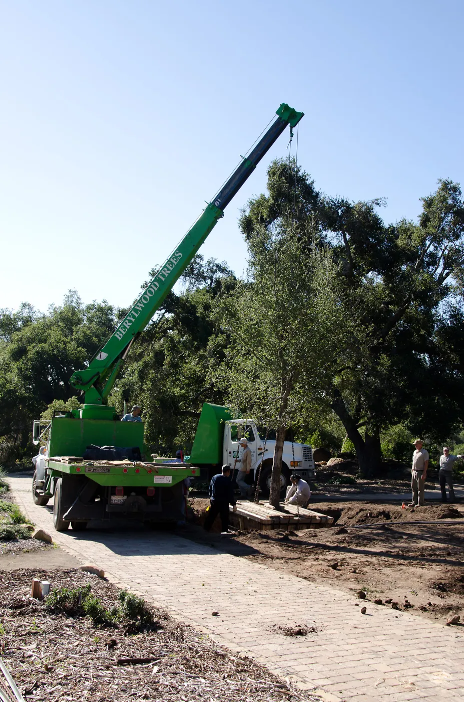 New oaks (Coastal Live Oak)arrive at SBBG, Meadow Oaks 