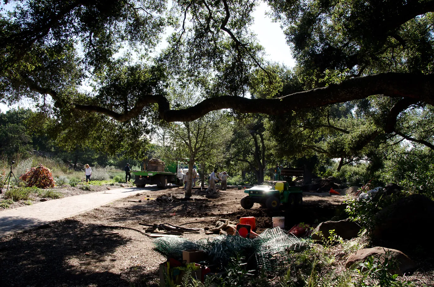 New oaks (Coastal Live Oak) arrive at SBBG, Meadow Oaks 