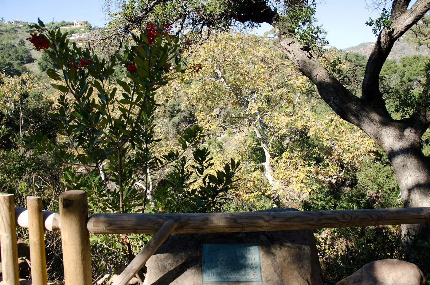 Toyon and oak at Mission Dam overlook