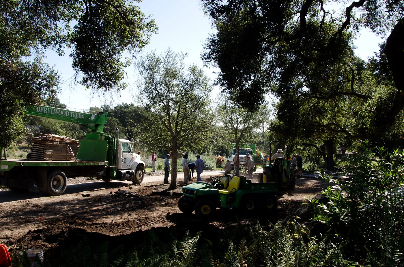 New oaks (Coastal Live Oak) arrive at SBBG, Meadow Oaks 