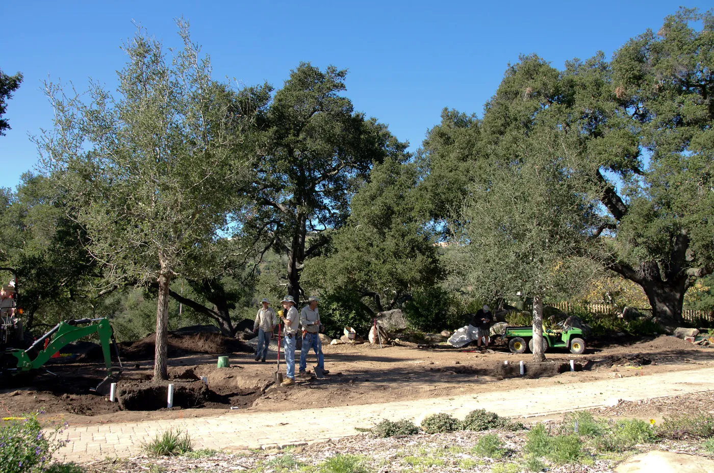 New oaks arrive at SBBG, Meadow Oaks 