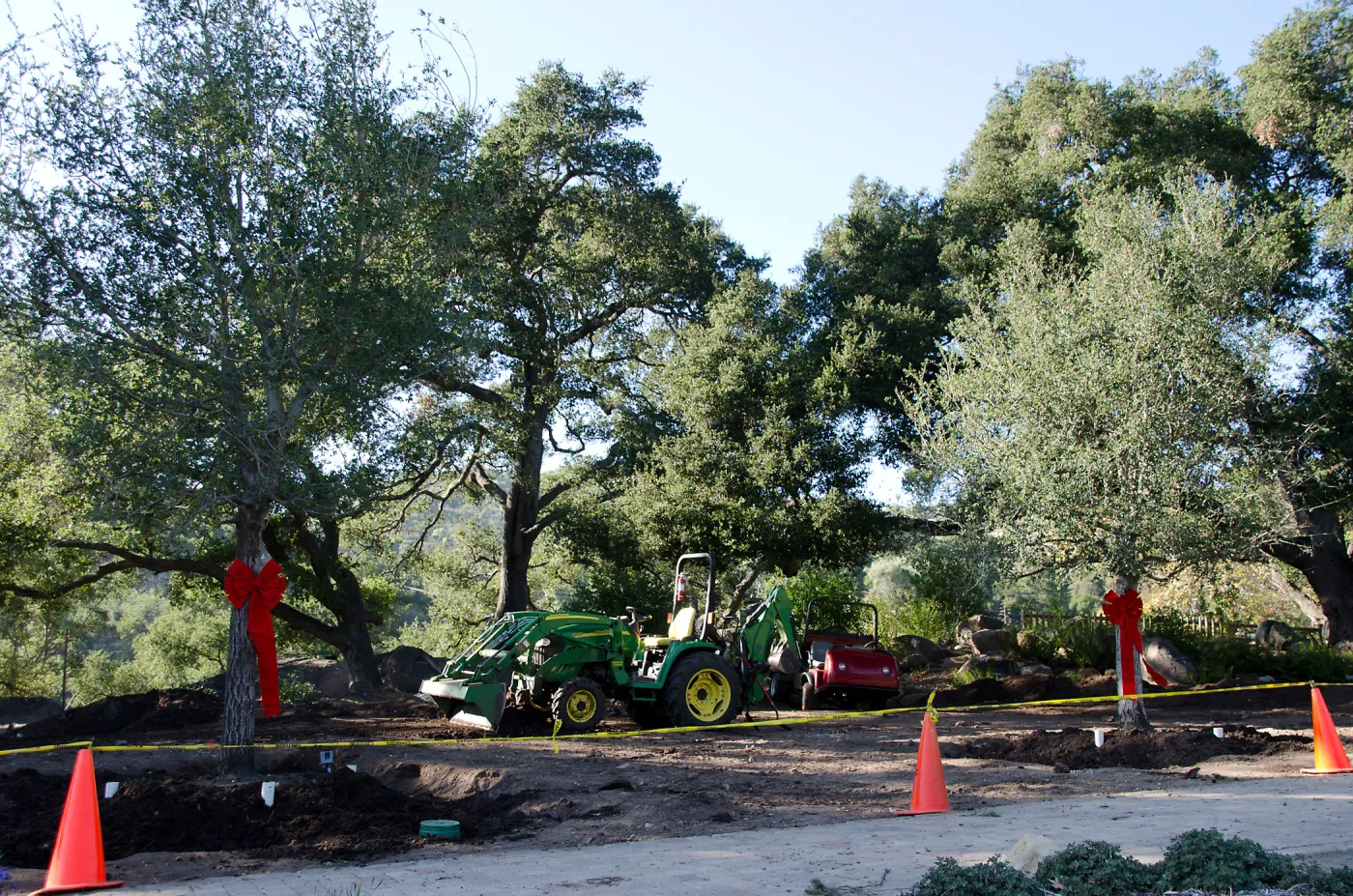 Tractor, red ribbons, new oaks arrive at SBBG, Meadow Oaks 